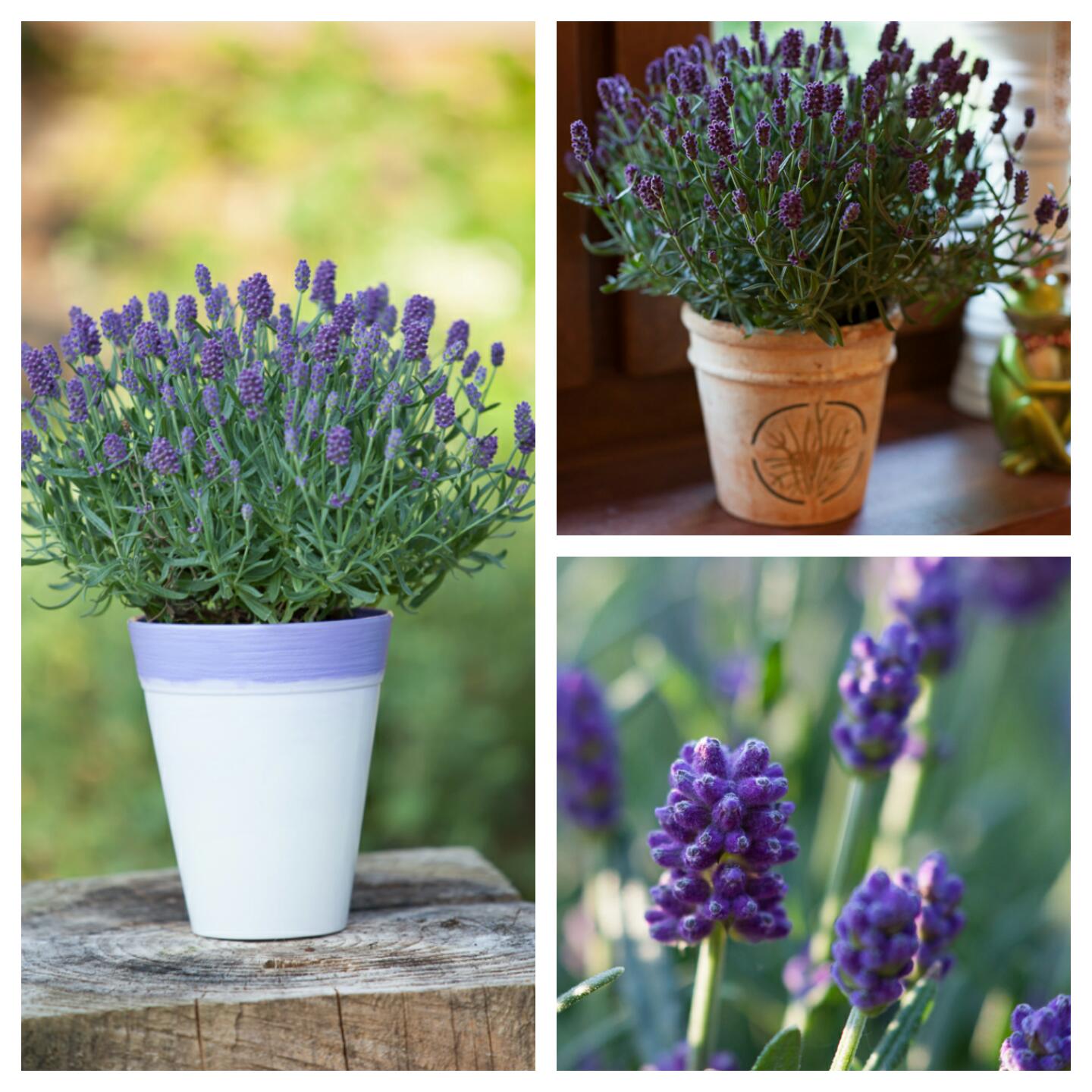 Lavendel 1